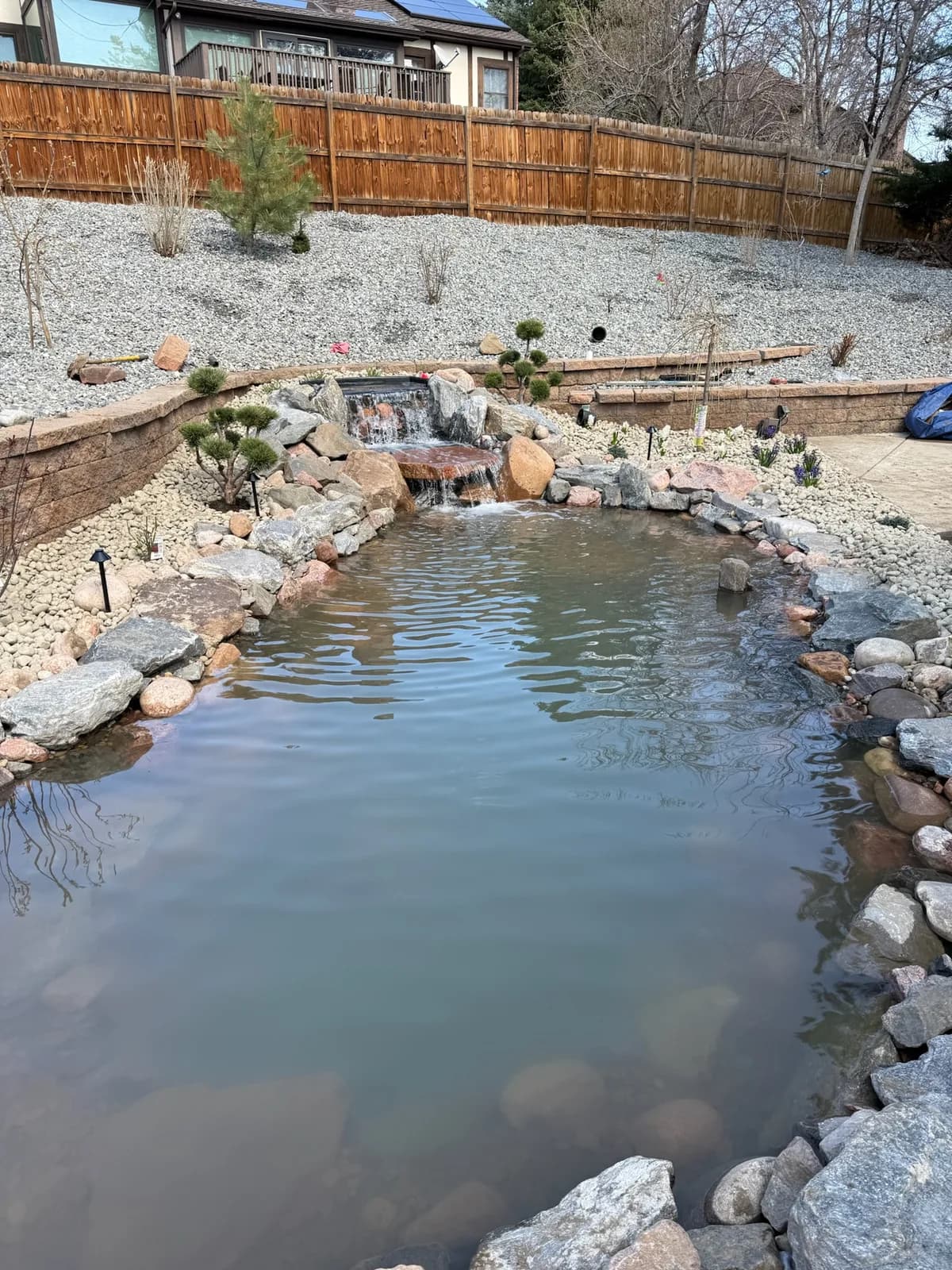 Backyard pond edged with boulders and river rock beside young plantings