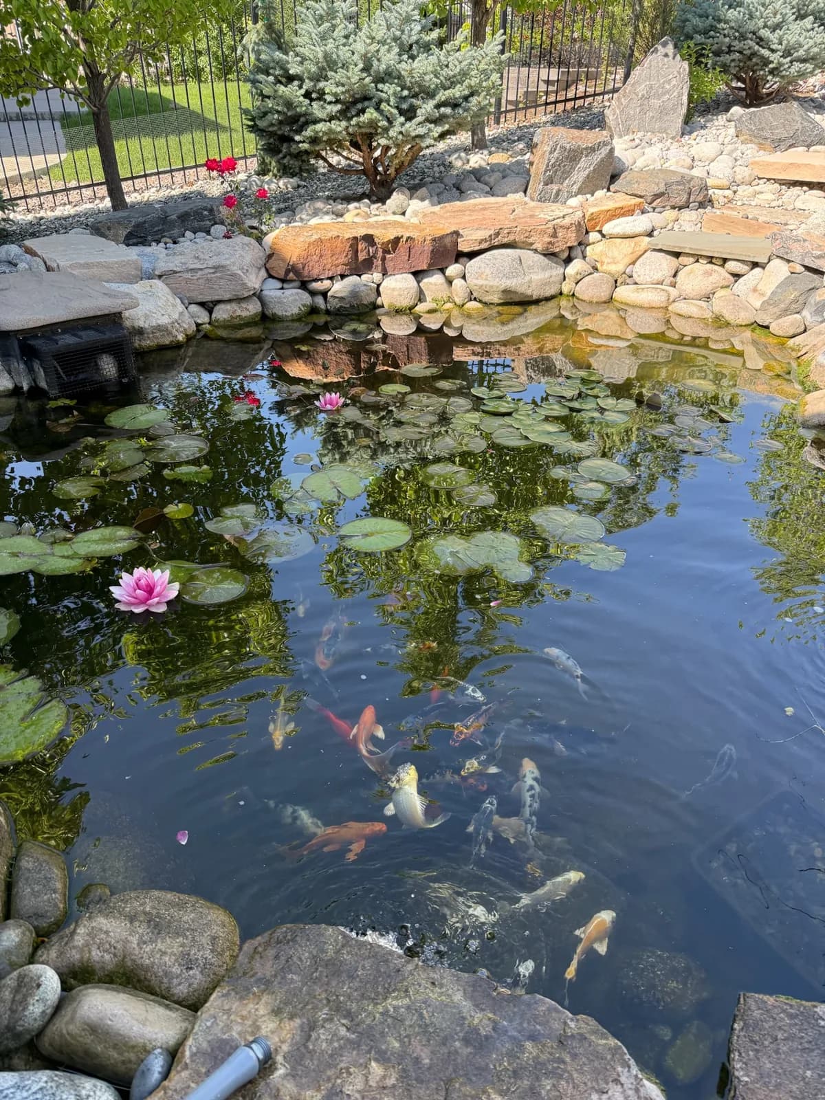 Close view of a koi pond with water lilies and koi among boulder edging