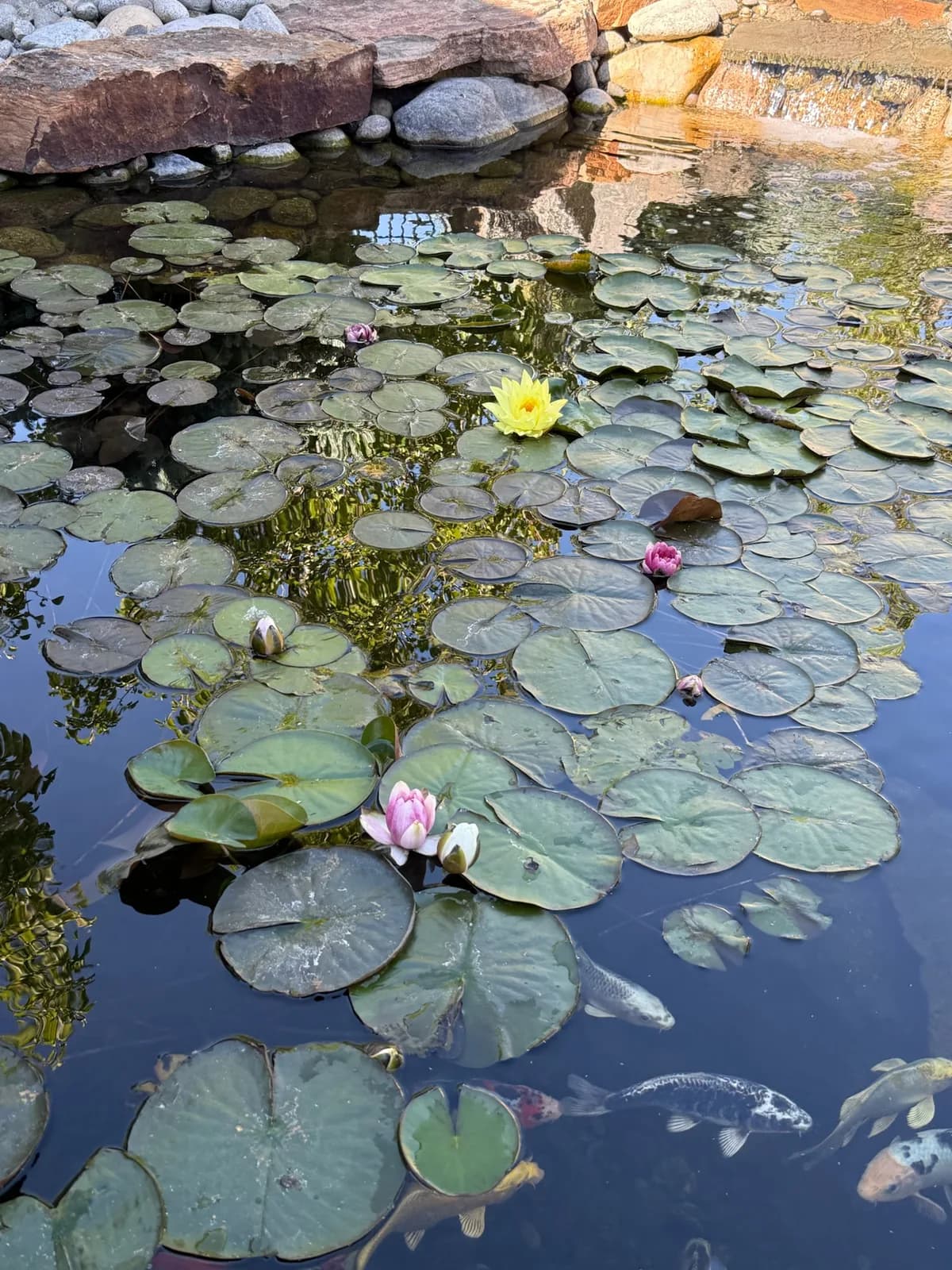 Backyard koi pond covered in lily pads and blooming water lilies